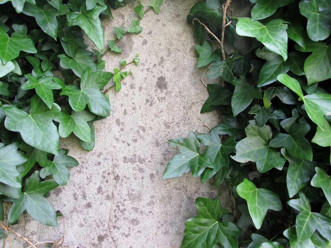 4 Best Ivy Cultivars for your Westchester County Landscaping